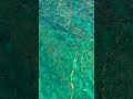 Why This "Pond Scum" Is More Important Than the Amazon Rainforest 🌿🌊