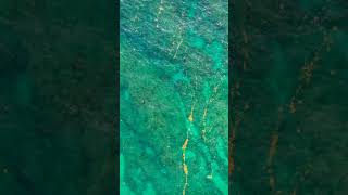 Why This "Pond Scum" Is More Important Than the Amazon Rainforest 🌿🌊