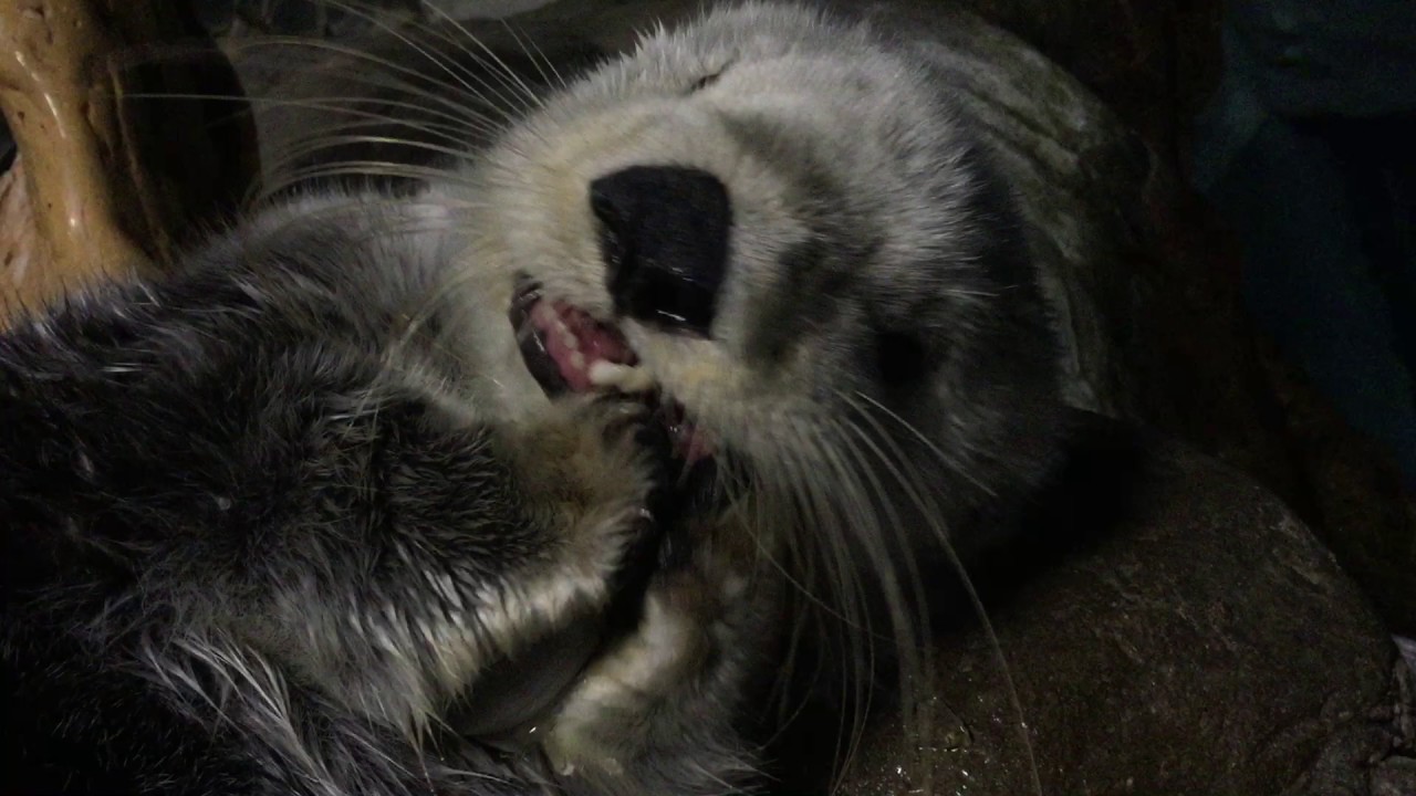 【海遊館ラッコ】氷をバリバリ。今年21歳を迎えるパタの近況をご報告（歯はすこぶる健康です）