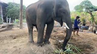 พระจันทร์ฉายมาสวัสดียามค่ำครับผม🐘🥰‼️