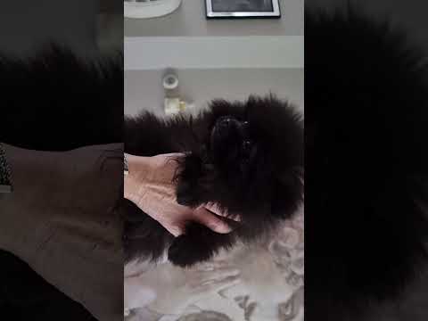 Pomeranian Black Little dog 🐕 🖤💕