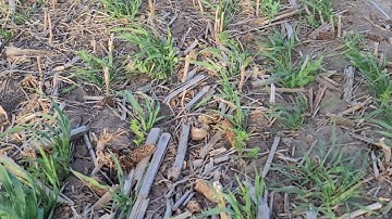 Best Cover Crop for No Till Soybean to Corn Rotation, update 4/26/21
