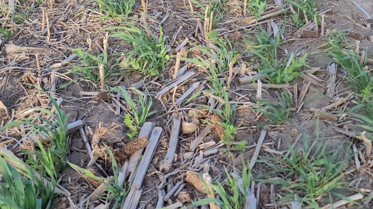 Best Cover Crop for No Till Soybean to Corn Rotation, update 4/26/21