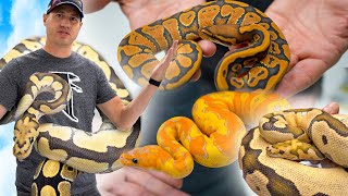 I Visited the LARGEST SNAKE FACILITY! *Kinova*