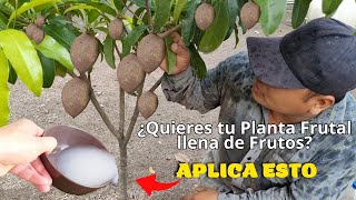 ▷ Potente Abono En tan Solo 15 días Obtendrás Resultados ✔ Plantas Frutales Llenas de Frutos