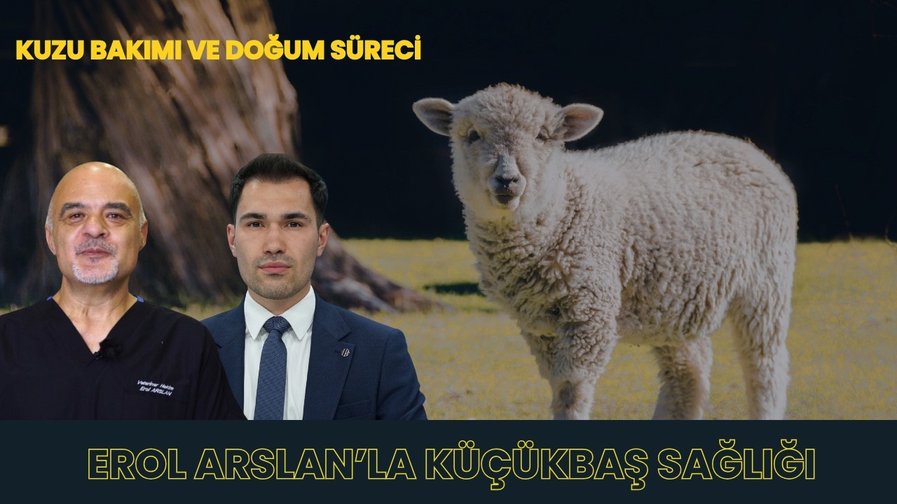 DOĞUM SÜRECİ VE KUZU BAKIMI I EROL ARSLAN'LA KÜÇÜKBAŞ SAĞLIĞI