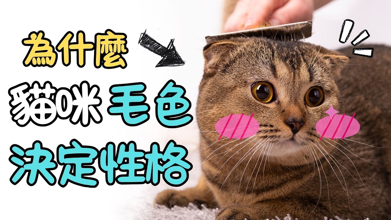 貓的個性由毛色決定？虎斑貓「額頭M字」是先知印記？黑貓其實更健康？｜多的是你不知道的貓事