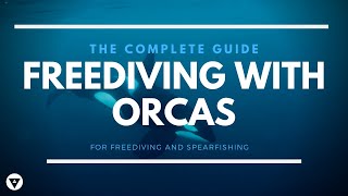 The Complete Guide | Freediving With Orcas In Norway | All You Need To Know