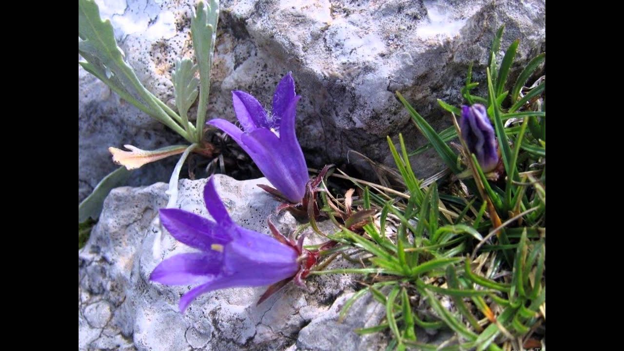 ЭДРАЙАНТУС  EDRAIANTHUS (HEDRAEANTHUS)  сем. Колокольчиковые