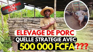 Comment se Lancer dans L'élevage de Porc Avec un Budget de 500 000 FCFA