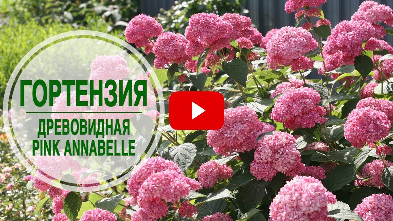 Гортензия древовидная PINK ANNABELLE 🌺 Обзор гортензии от эксперта hitsadTV