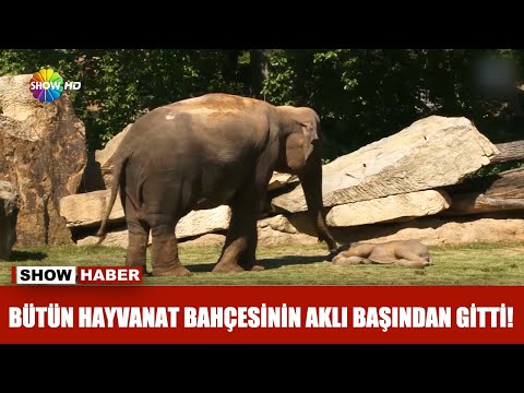 Bütün hayvanat bahçesinin aklı başından gitti!