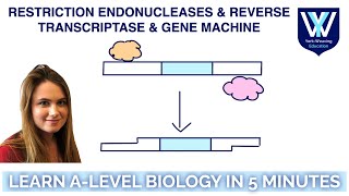 Recombinant Gene Technology | Restriction enzymes | Transcriptase | A-Level Biology in 10 minutes