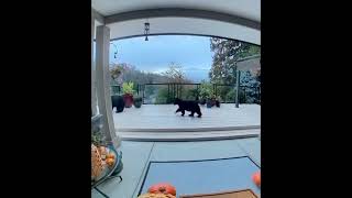 House Cam Captures Mama Black Bear Walking Past Deck with Her Cubs