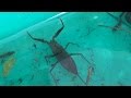 秋の用水路でガサガサ　タイコウチ、ヤゴ、サワガニ、ドジョウ　　Aquatic organisms of Japan