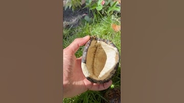 Box Turtle Shell Explained in 30 Seconds! 🐢✨