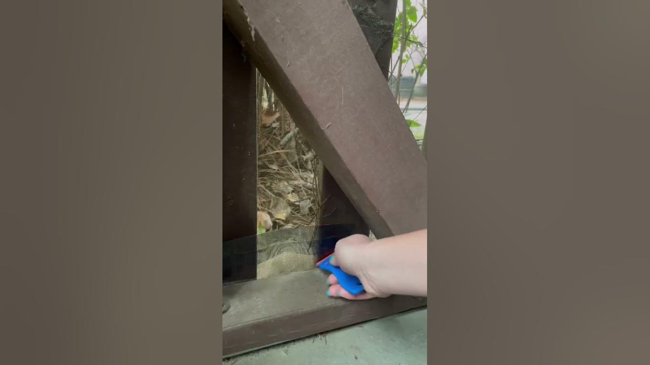 Repairing screened porch for 1.19 with screen repair tape! TEMU