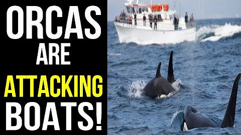 Orca (Killer Whales) Are Launching Coordinated Attacks On Boats!