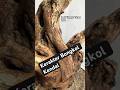 Dongkelan Bongkol kendal#bonsai #bonsaitree #inspirasi
