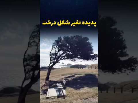 پدیده ی جالب درخت و باد