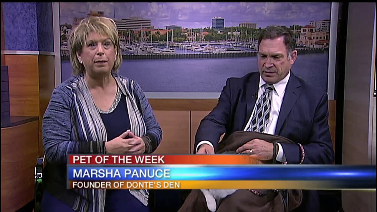 Pet of the Week Santara From Cat Depot YouTube