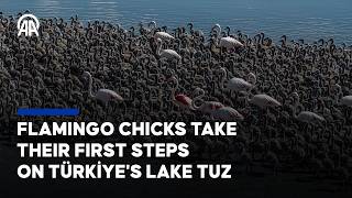 Newly hatched flamingo chicks learn survival skills at Turkiye's Tuz Lake