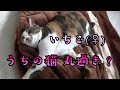 【猫】うちの丸い猫を紹介します【ペット】