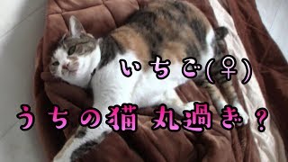 【猫】うちの丸い猫を紹介します【ペット】