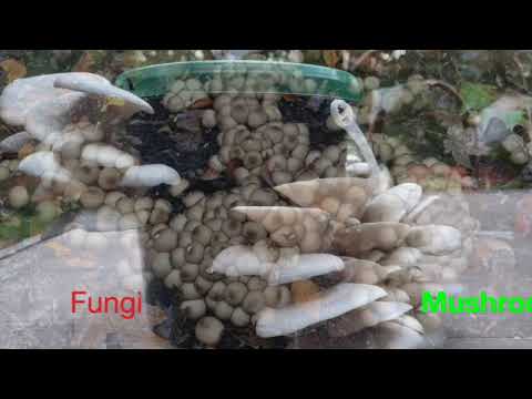 Lesson 1: Identifying some common fungi