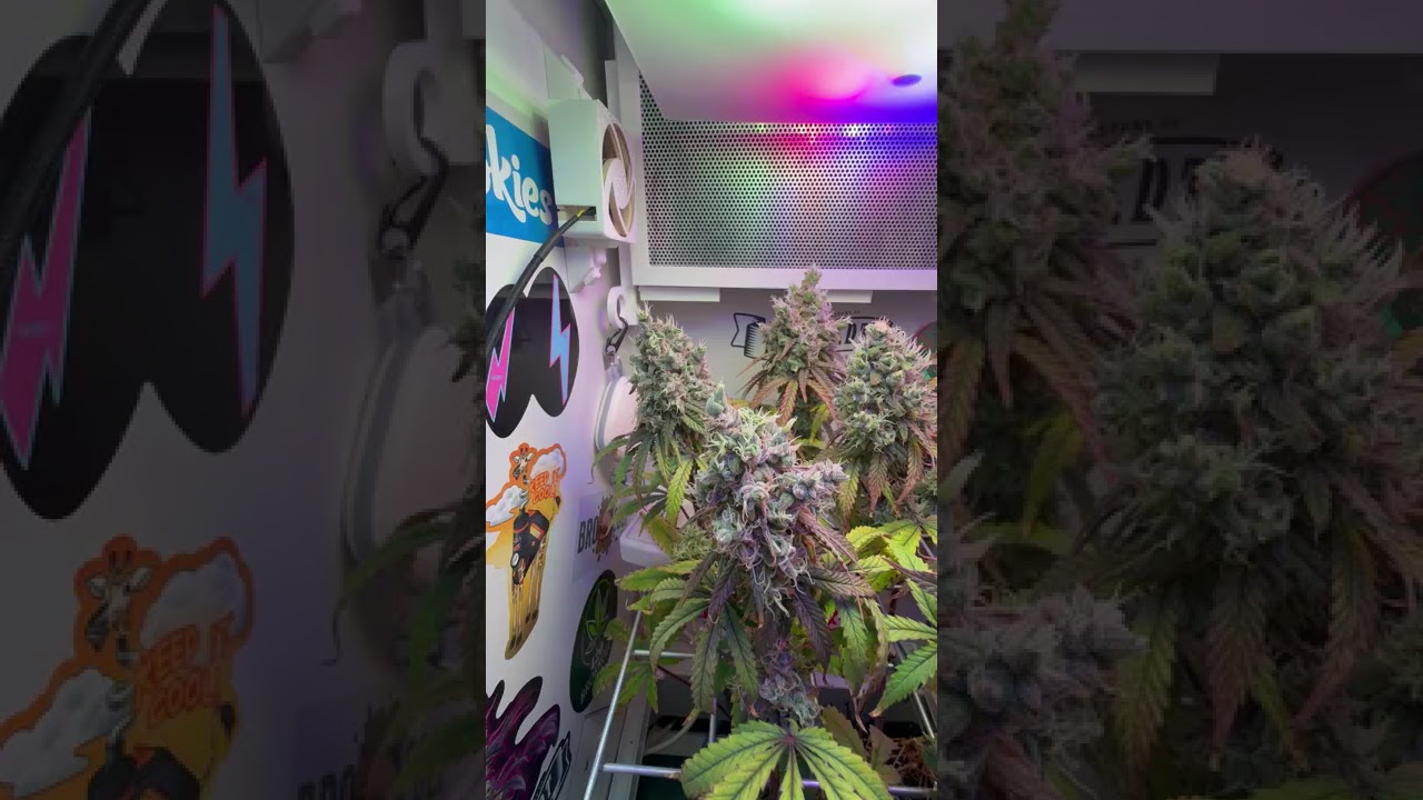 🫐 Blueberry Muffin by Humboldt Seed Company  