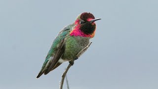 Winged Iridescence - Annas And Allens Hummingbirds