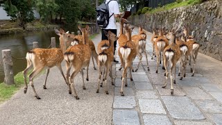 奈良公園の鹿の日常　たくさんの鹿ちゃんに囲まれて… 「あ〜、幸せ❣」