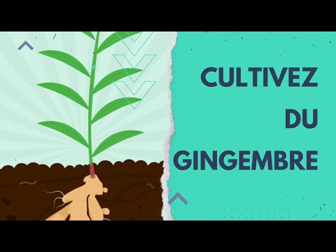 Vidéo: Comment faire pousser la racine de gingembre - Planter une plante de gingembre dans votre jardin d'herbes aromatiques
