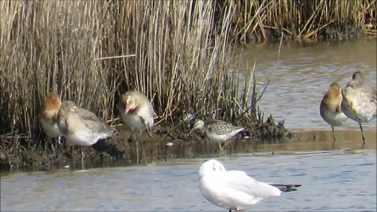 Stilt Sandpiper - Lodmoor RSPB - Dorset - 12th September 2017 