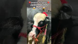 Shokeeno Ka Janwar Asalatpura 😱👀🫣 #katra #bakraeid #shortvideo #viralvideo #biggest #bahubali