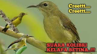 SUARA KOLIBRI KELAPA BETINA...‼️‼️ cocok buat PANCINGAN dan DONGKRAK birahi korlap jantan...