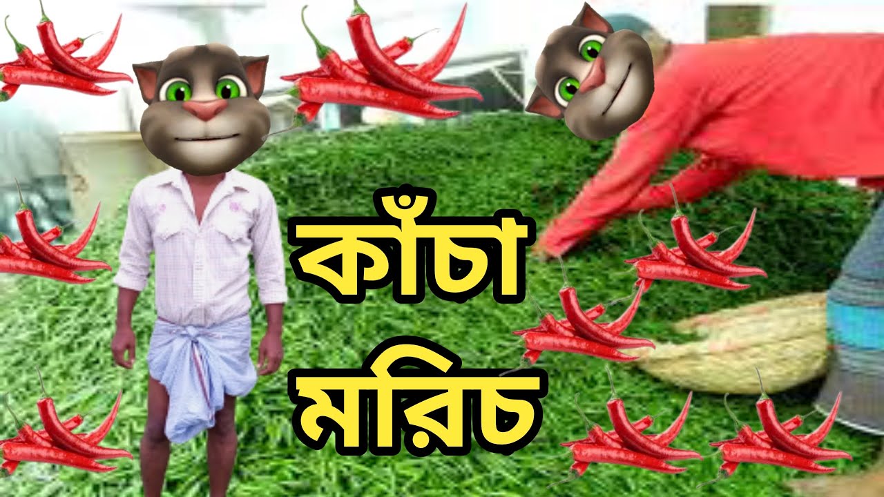 কাঁচা মরিচের ঝাল Talking Tom Bangla Funny Talking Tom Bangla Comedy কালা মফিজ YouTube