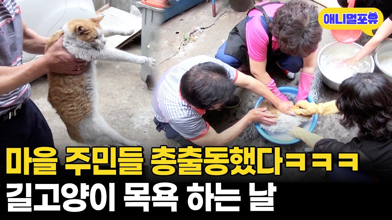 단체 길냥이 목욕부터 산책로 조성까지? 다같이 육묘하는 마을 사람들ㅣKBS 동물극장 단짝 150626 방송