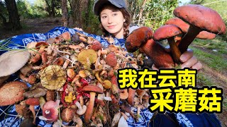 在云南采蘑菇，走6小时山路寻红菇王，煮菌汤锅鲜美无比！| 蘑菇 | 云南 | 美食 | 户外 | 采摘 |