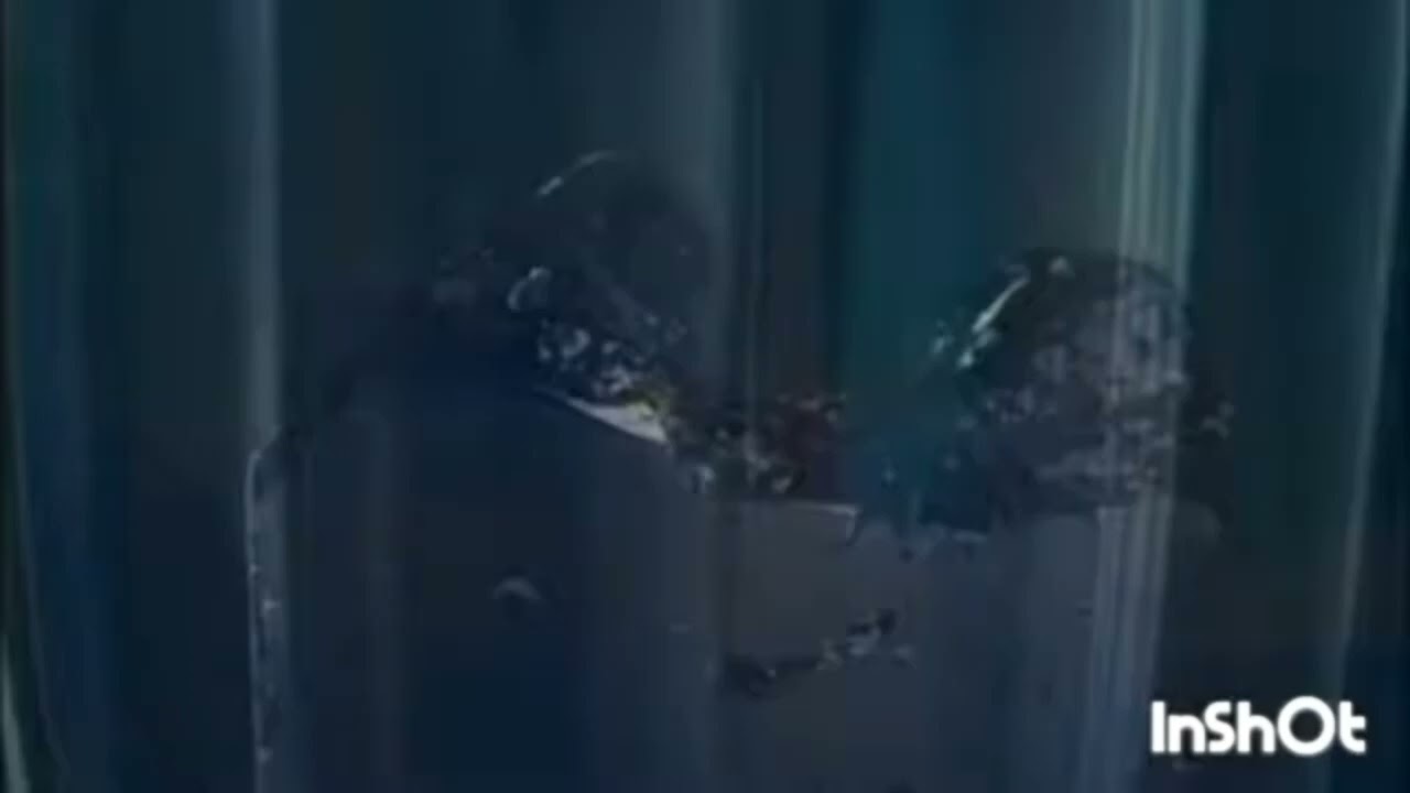 смiшарики слух тучка Кеша копатыч mr krabs мистер Крабс Barry мимимишки be-be-bears смешарики kikori