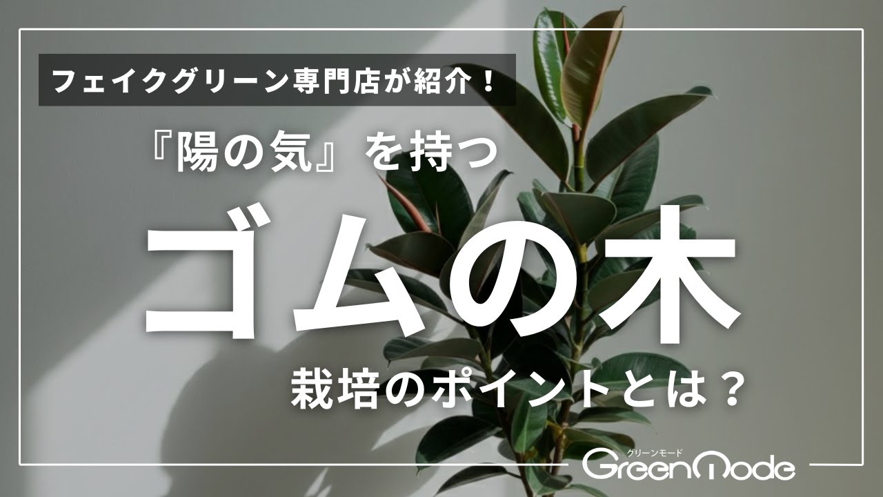 観葉植物 ゴムの木|『陽の気』を持つゴムの木 栽培のポイントとは? - YouTube