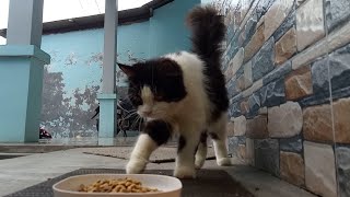 Fluffy cat enjoy her food by Cats Feed Journey 269 views 1 month ago 3 minutes, 2 seconds