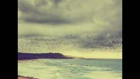 تلاوة عطرة للقارء وديع اليمني