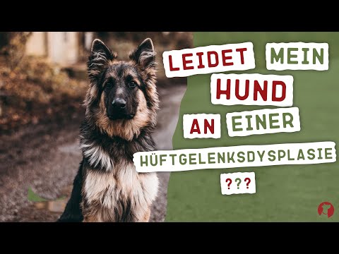 Video: Hüftdysplasie Bei Hunden: Anzeichen, Behandlung, Operation