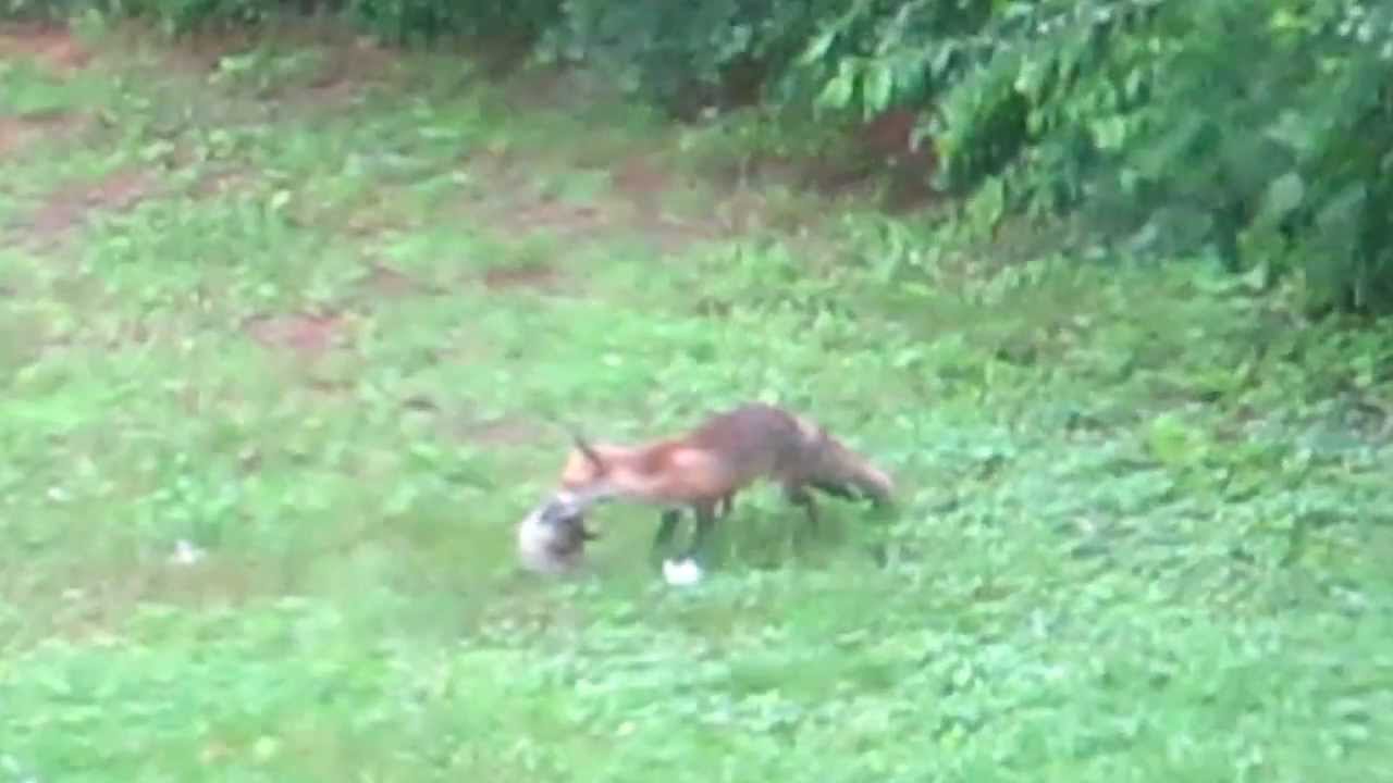 Fox vs. groundhogs YouTube
