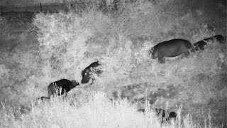 A Brave Buffalo Faces up to a Hippo at Kruger Shalati