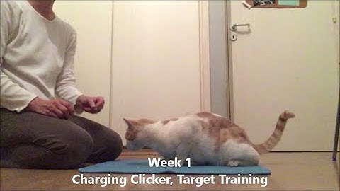 Pawsome Clicker Training with Cats: Charging the clicker and starting target training (W1)