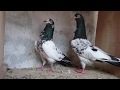 High Class Teddy Pigeon