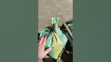 Cây giống cải kale #rau_sạch #lamvuon  #rau_hữu_cơ