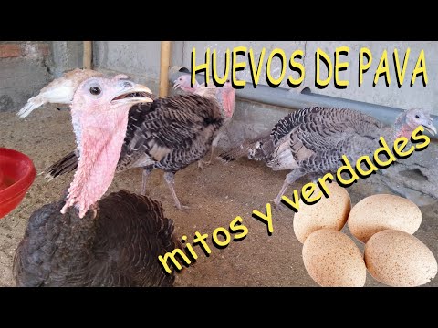 Video: ¿Los pavos ponen huevos?